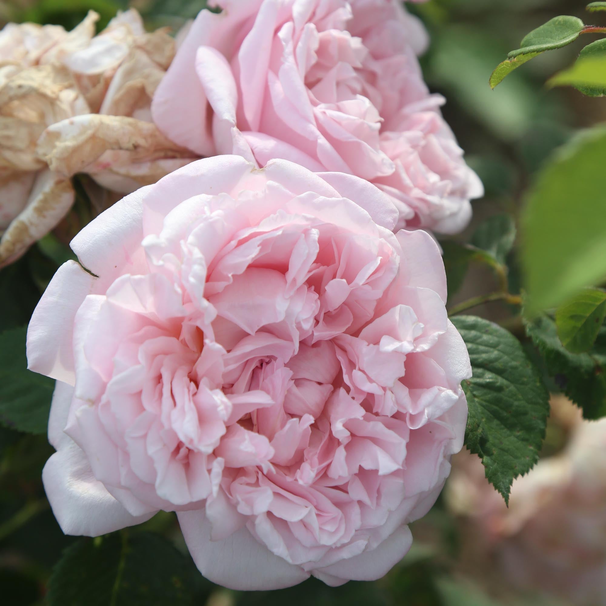 Fragrant Masterpiece™