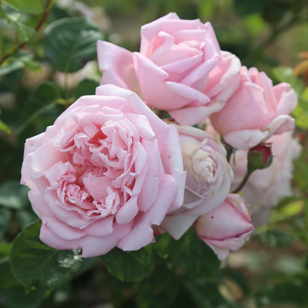 Fragrant Masterpiece™