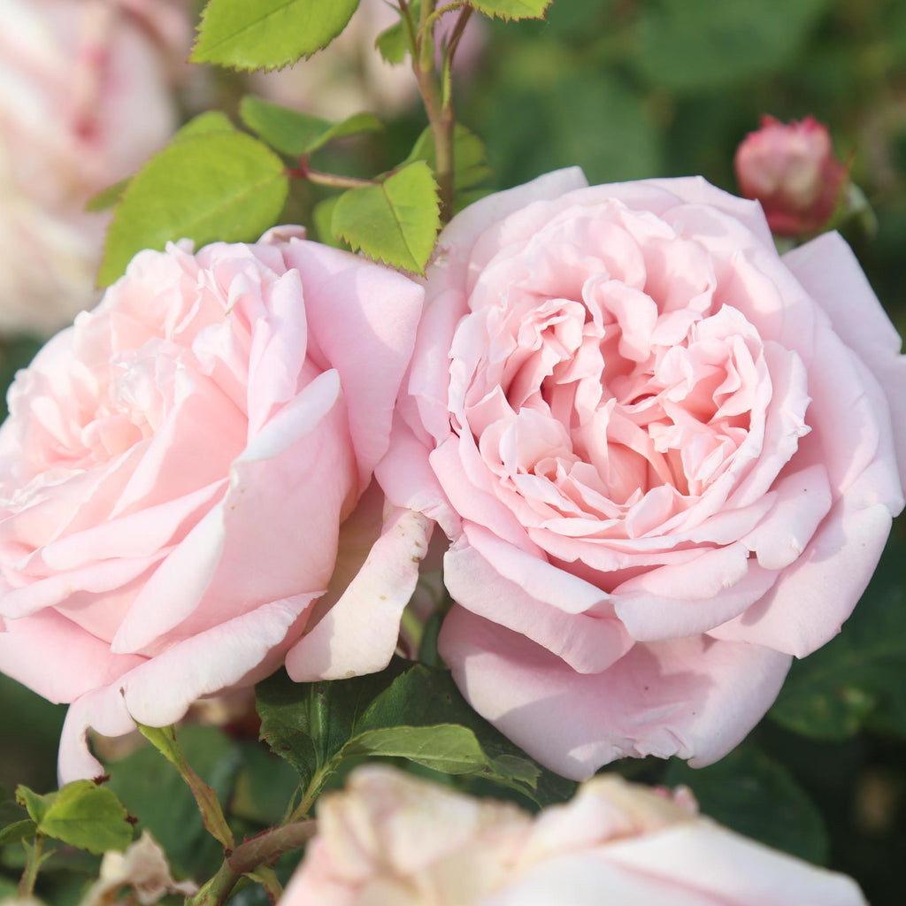 Fragrant Masterpiece™
