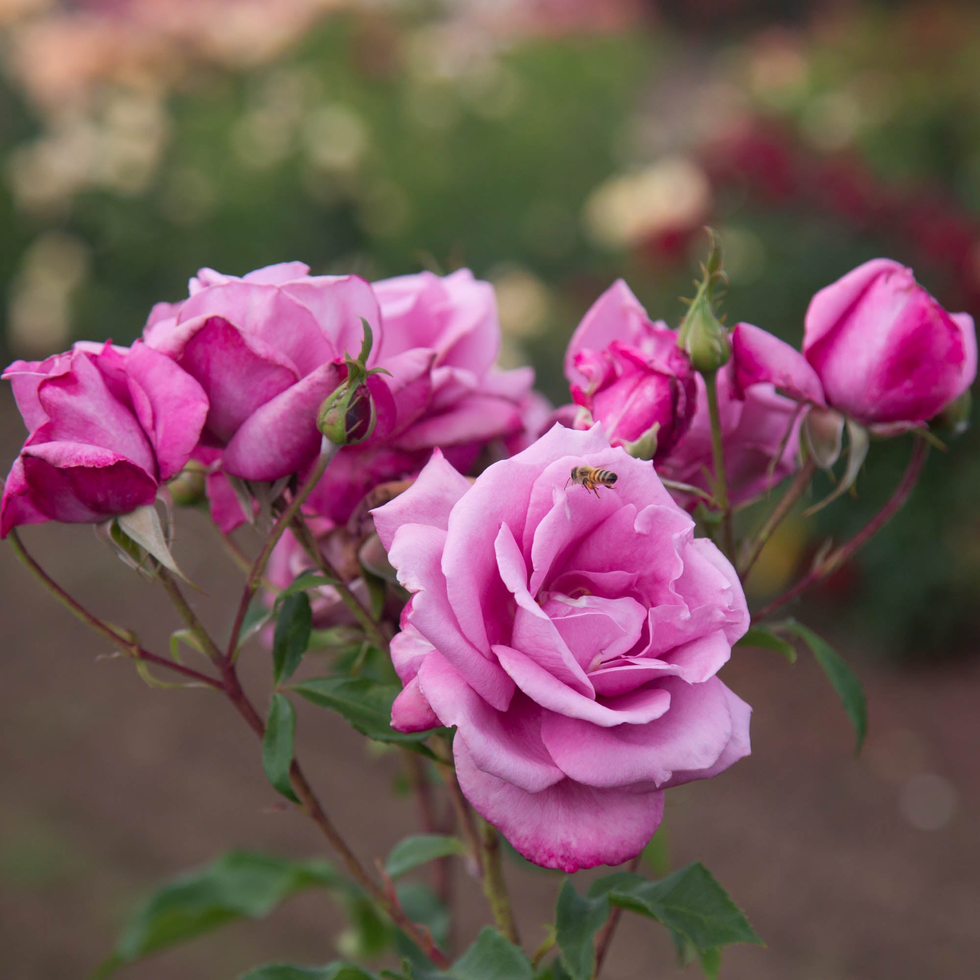 Fragrant Plum