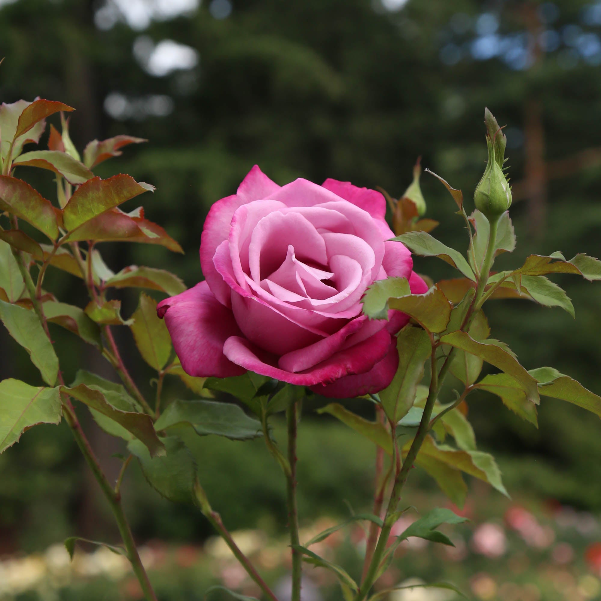 Fragrant Plum