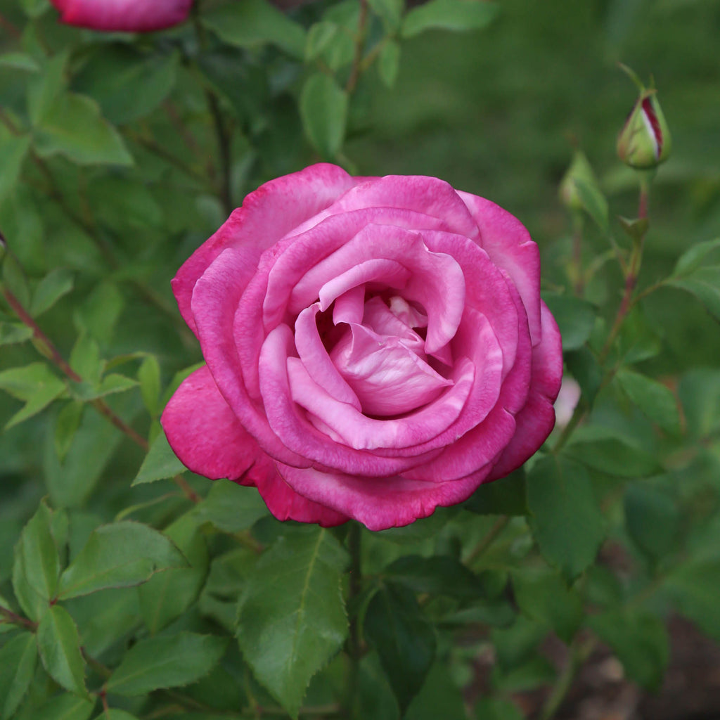 Fragrant Plum