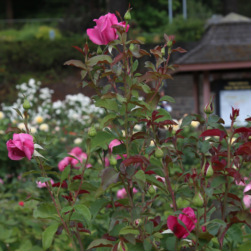 Fragrant Plum