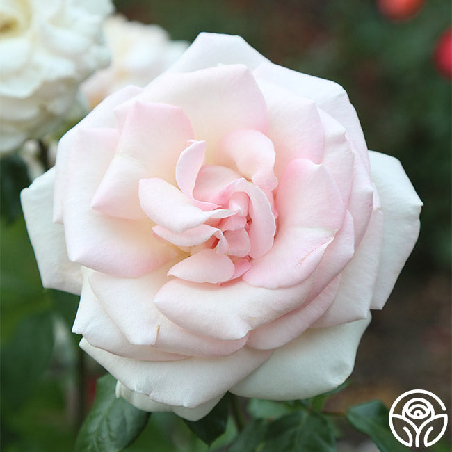 Heirloom Roses Francis Meilland - Thumbnail 5