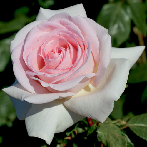 Francis Meilland®
