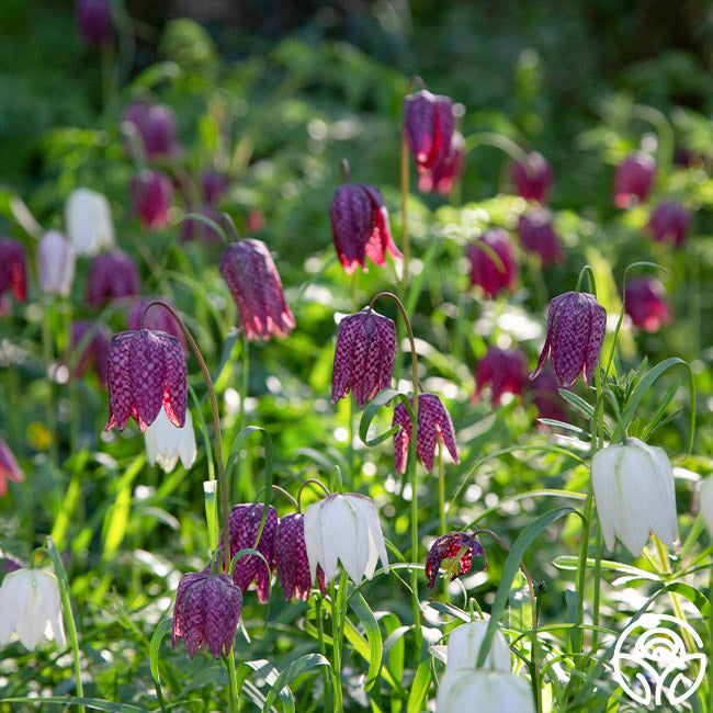 Fritillaria Meleagris Mix