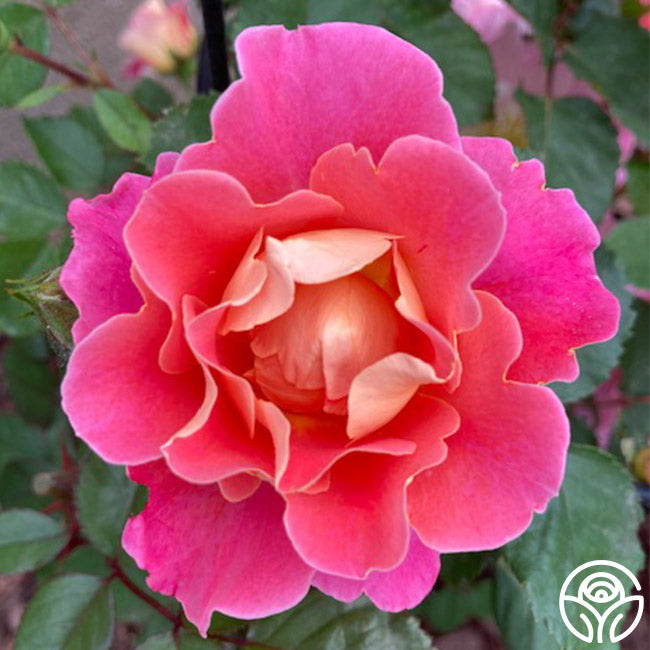 Heirloom Roses Fruity Petals - Thumbnail 3