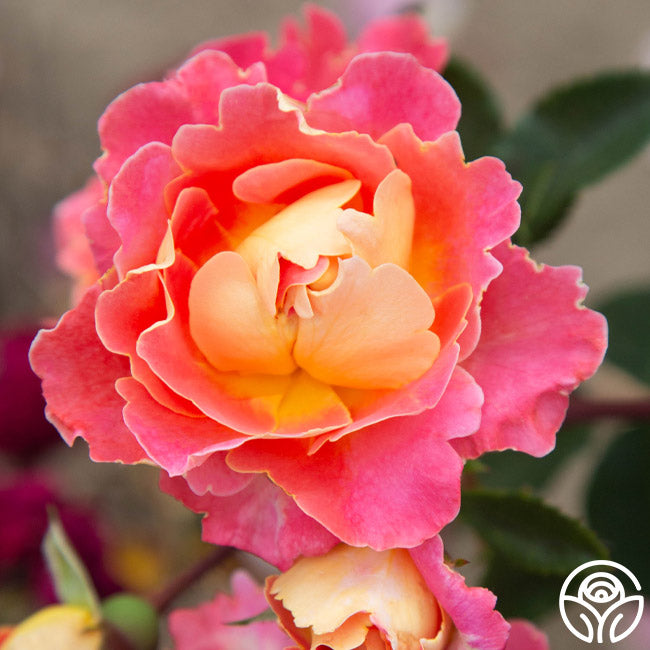 Heirloom Roses Fruity Petals - Thumbnail 5