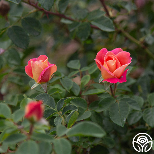 Heirloom Roses Fruity Petals - Thumbnail 2