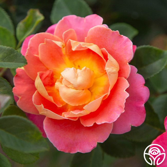 Heirloom Roses Fruity Petals - Thumbnail 4