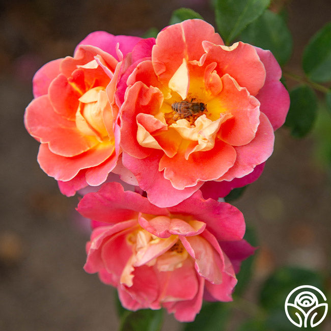 Heirloom Roses Fruity Petals