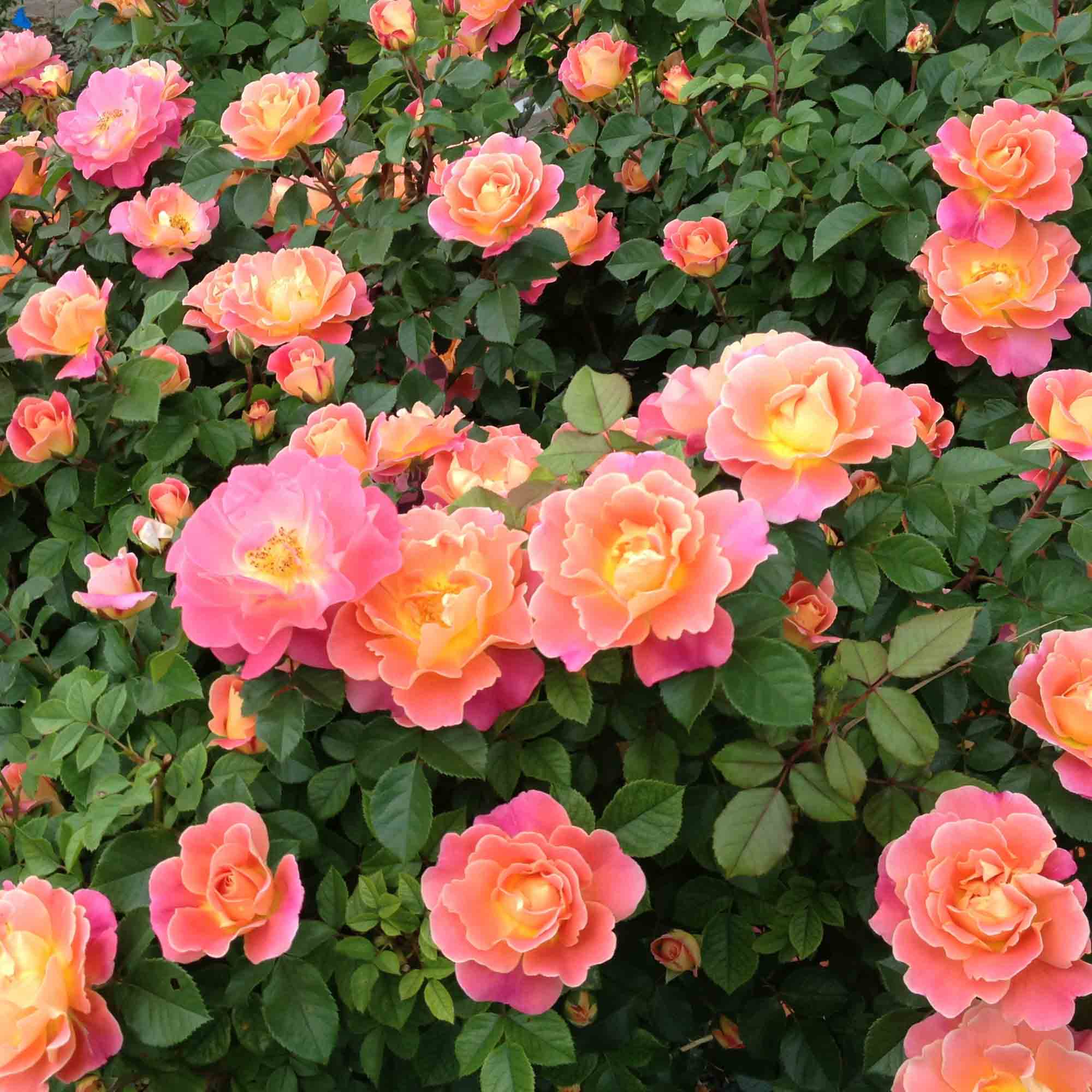 Fruity Petals™