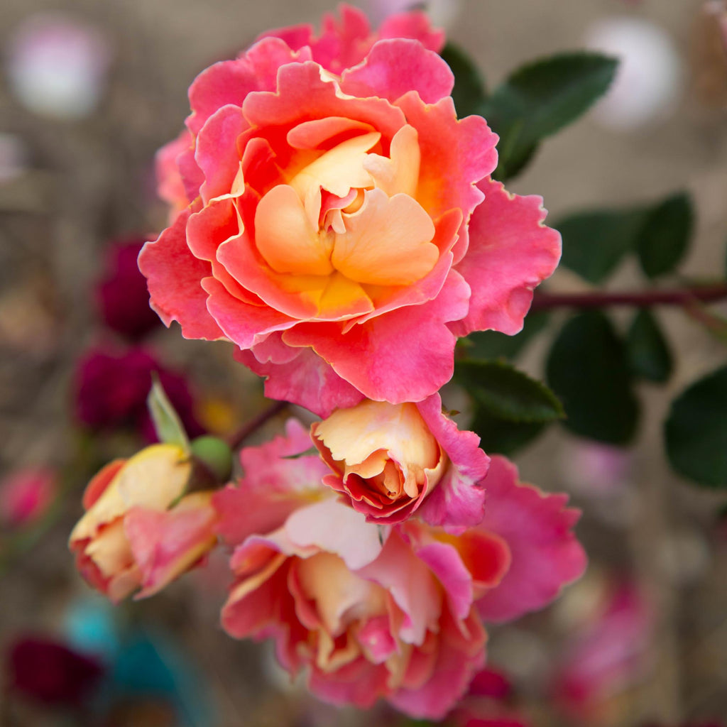 Fruity Petals™