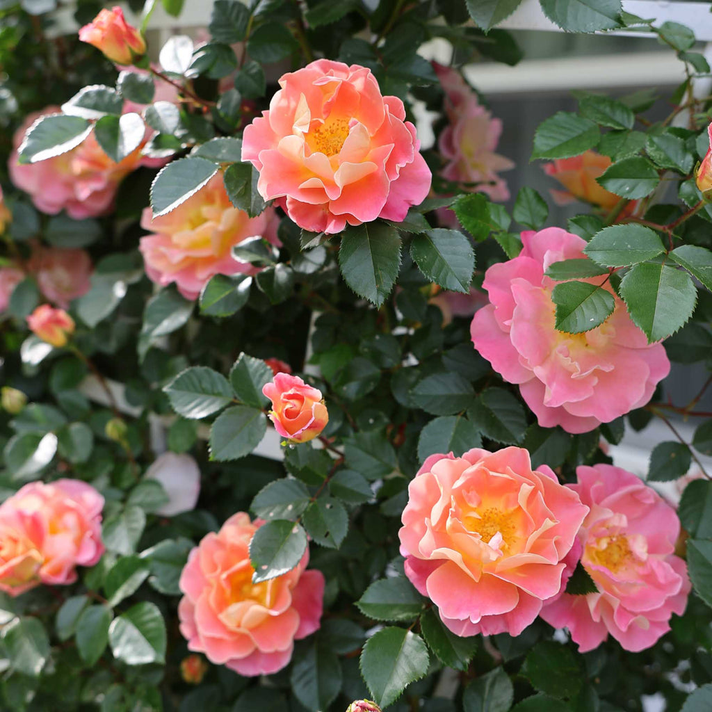 Fruity Petals™