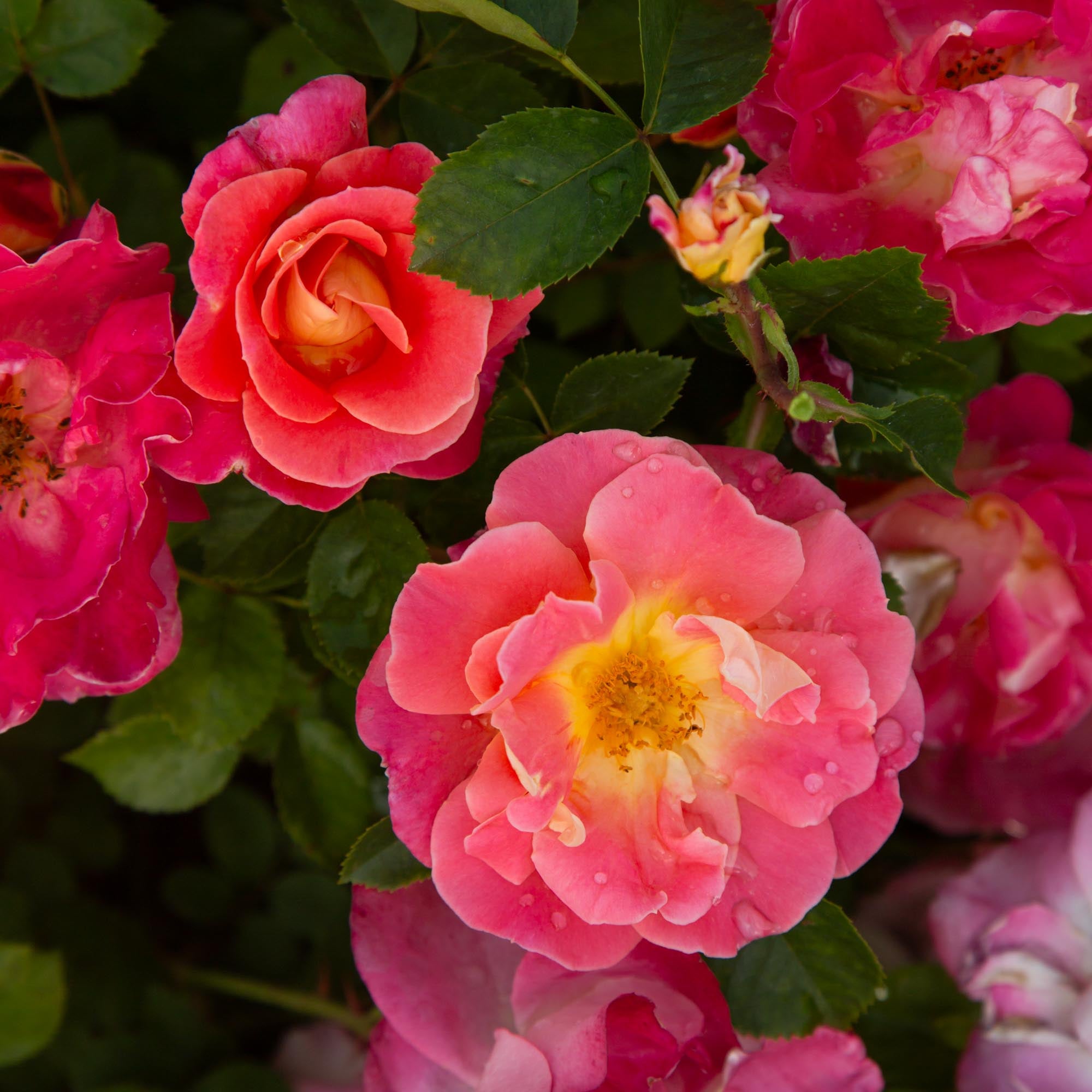 Fruity Petals™