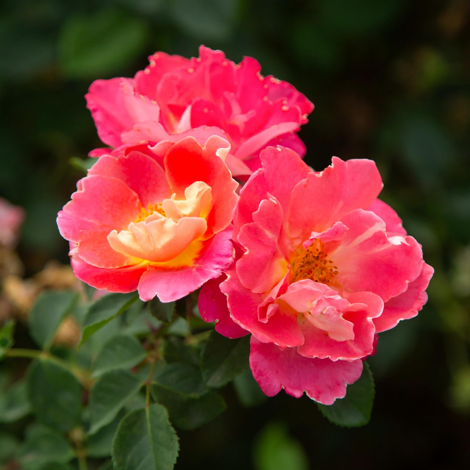 Fruity Petals™