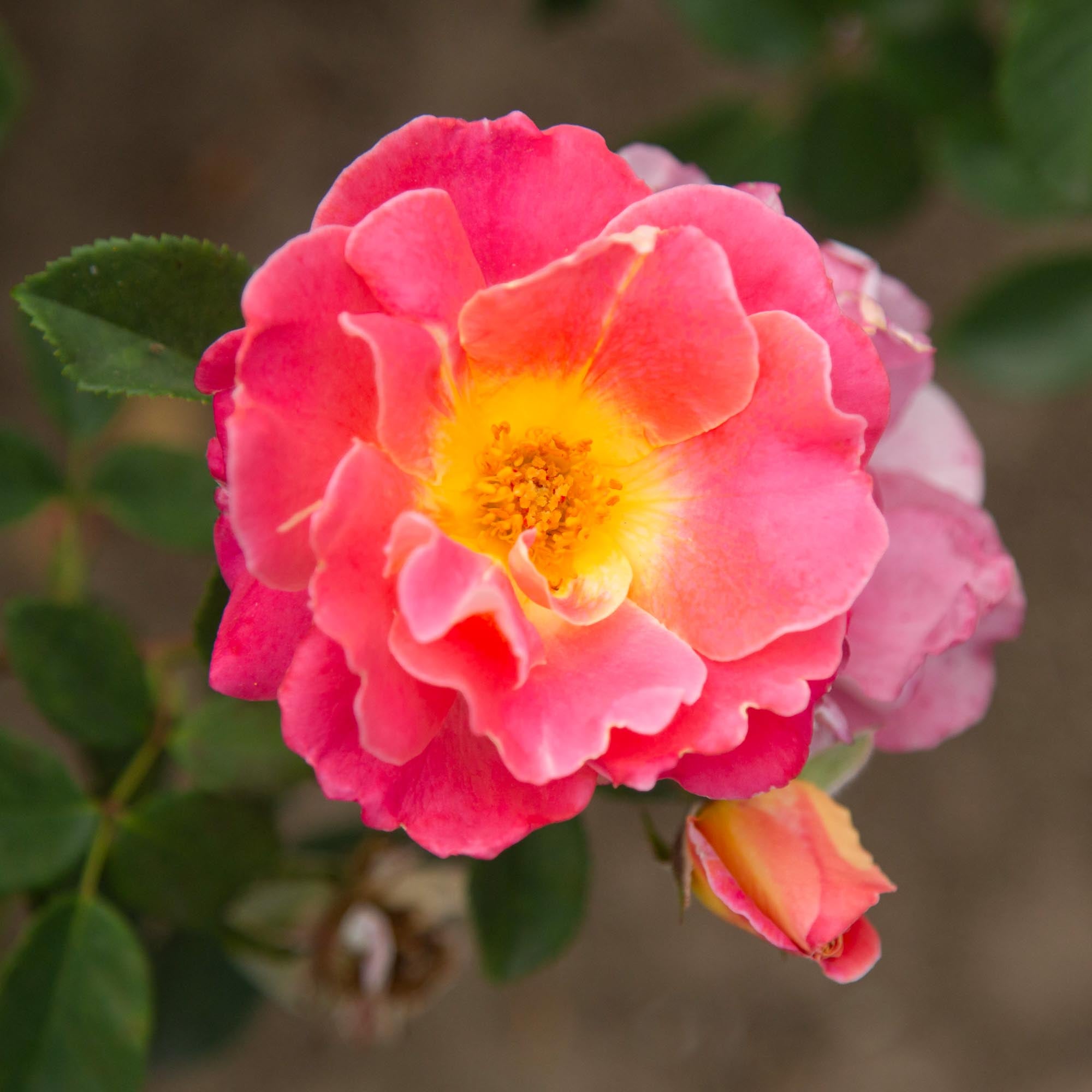 Fruity Petals™