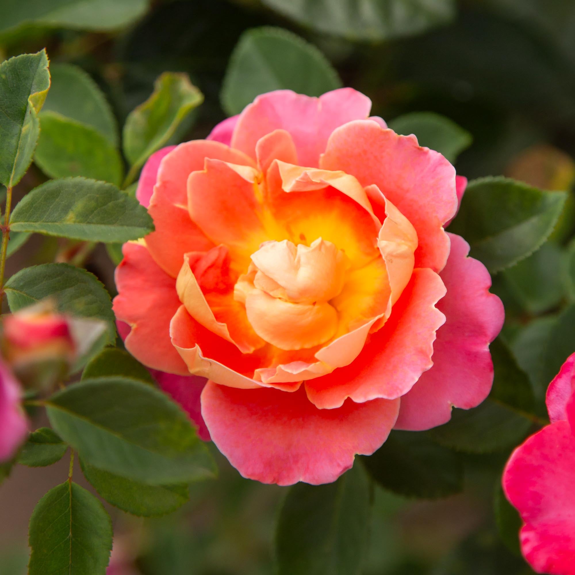 Fruity Petals™
