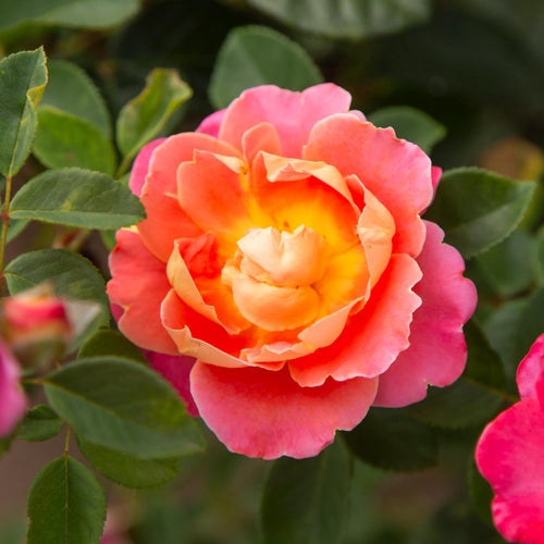 Fruity Petals™
