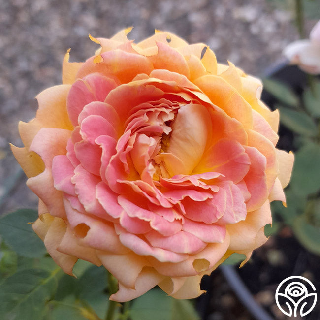 Meet Roses Fun Fun in the Sun™ – Heirloom Roses