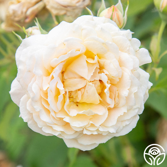 Have Fun Roses Fun in the Sun™ – Heirloom Roses