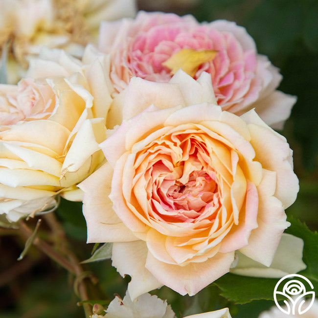 Fun Roses Fun in the Sun™ | Colorful Grandiflora Rose Bush – Heirloom