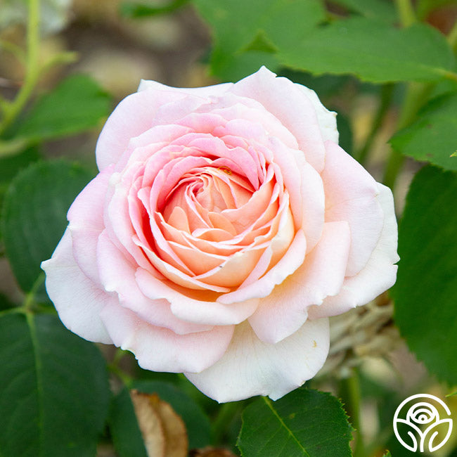 Have Fun Roses Fun in the Sun™ – Heirloom Roses