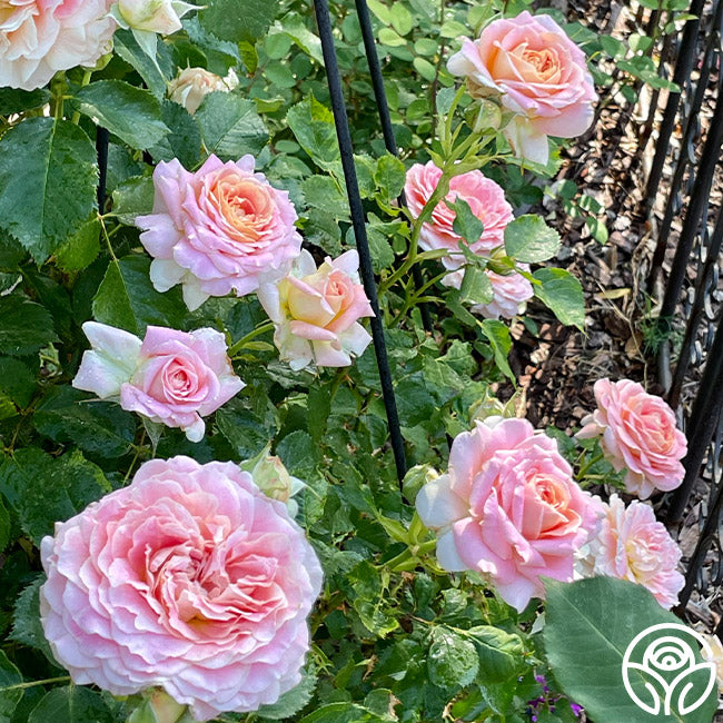 Have Fun Roses Fun in the Sun™ – Heirloom Roses