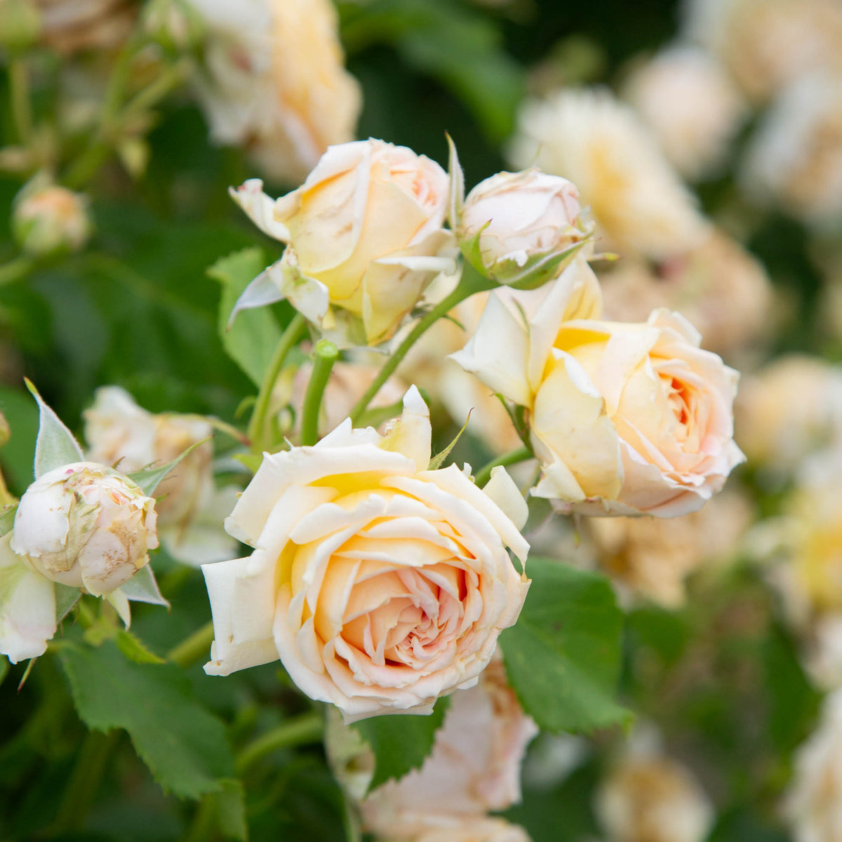 Fun in the Sun™ | Colorful Grandiflora Rose Bush – Heirloom