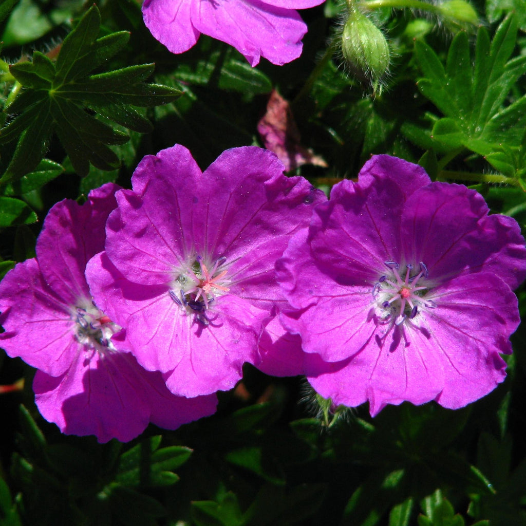 Geranium Max Frei