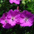 Geranium Max Frei