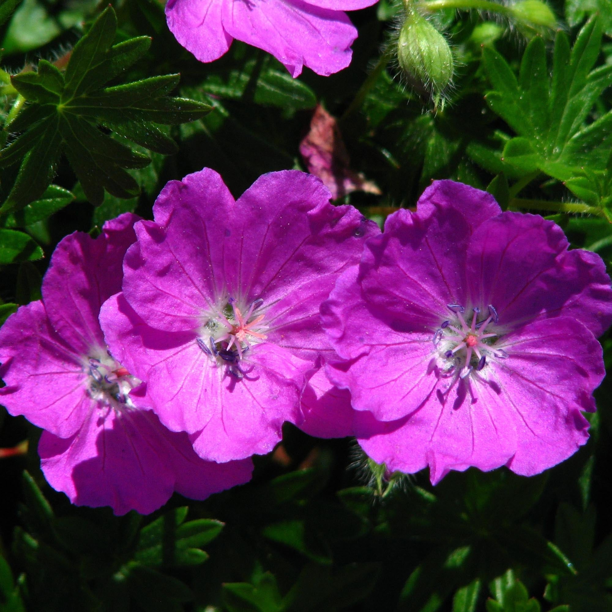 Geranium Max Frei