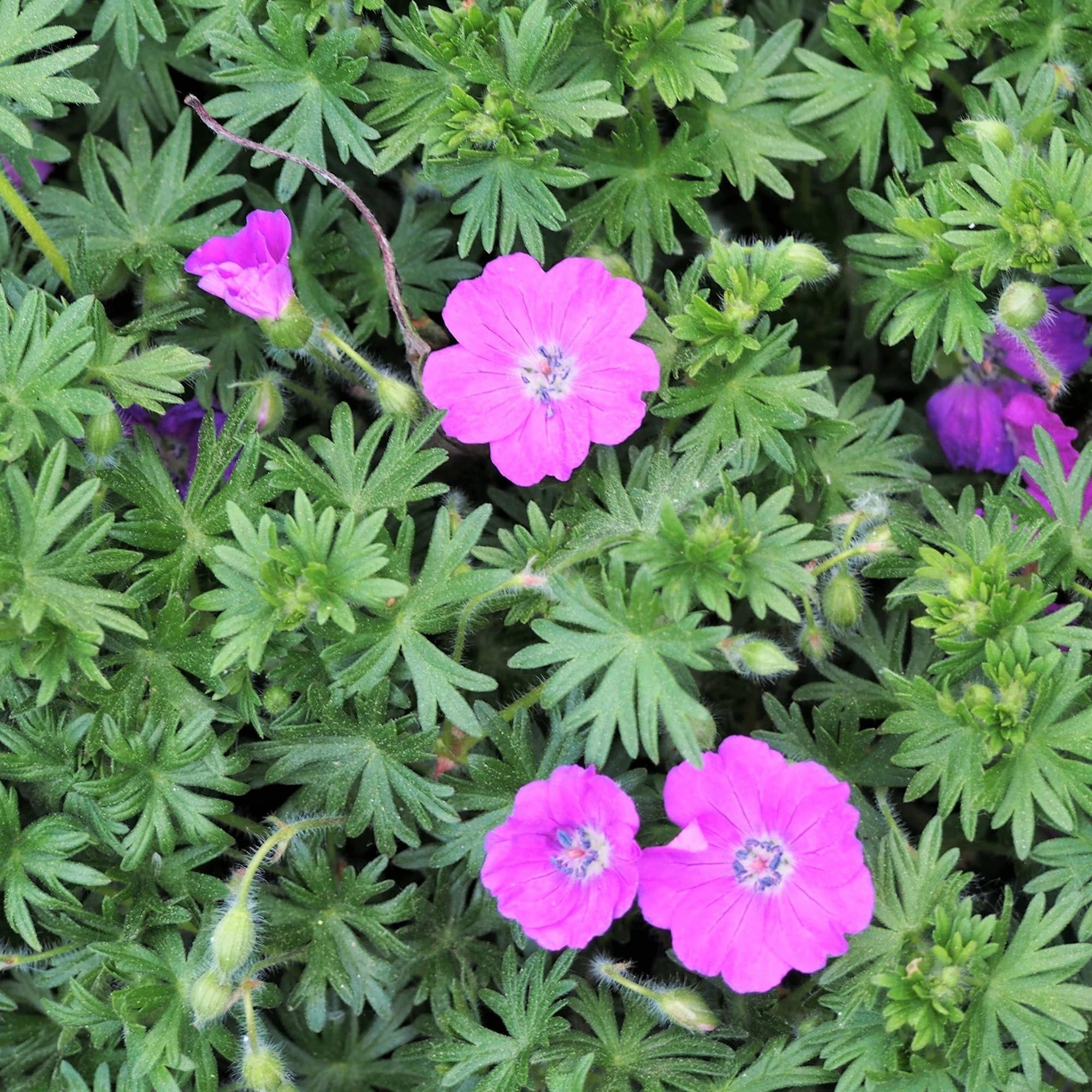 Geranium Max Frei