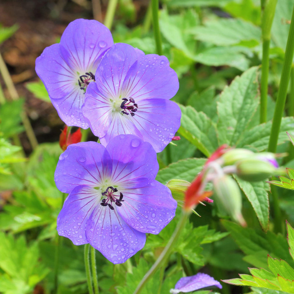 Geranium Rozanne