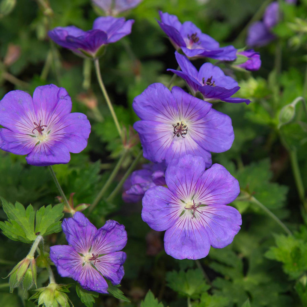 Geranium Rozanne