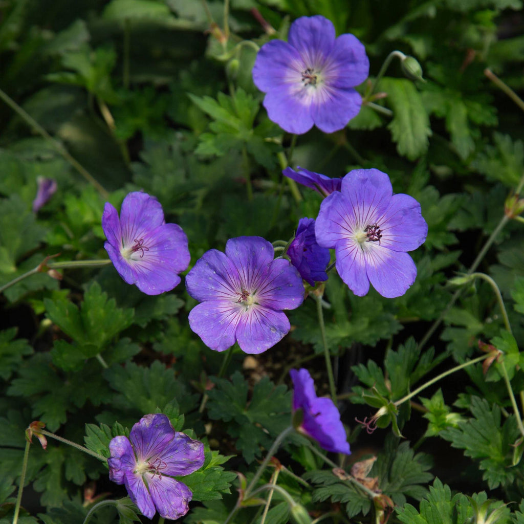 Geranium Rozanne