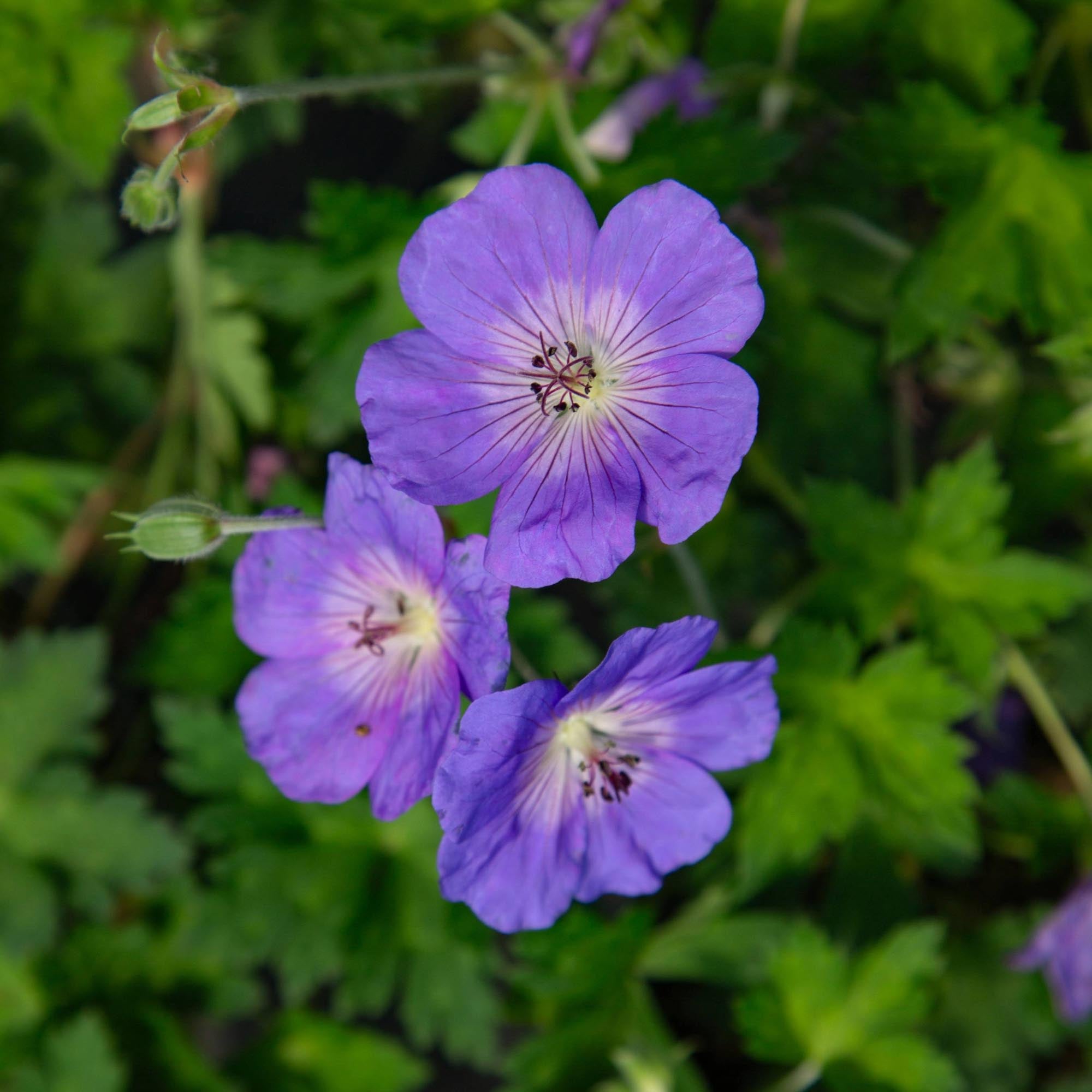 Geranium Rozanne