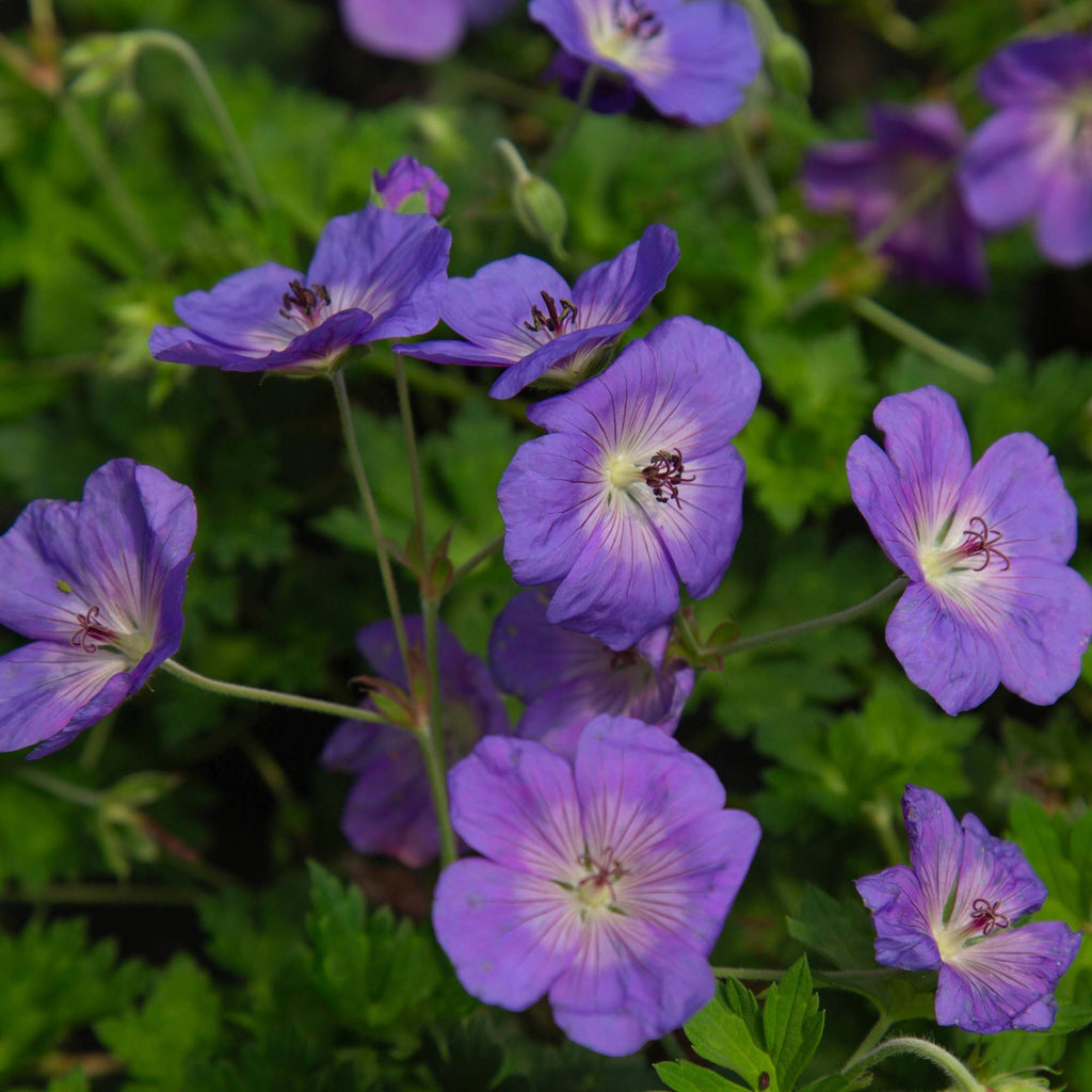 Geranium Rozanne