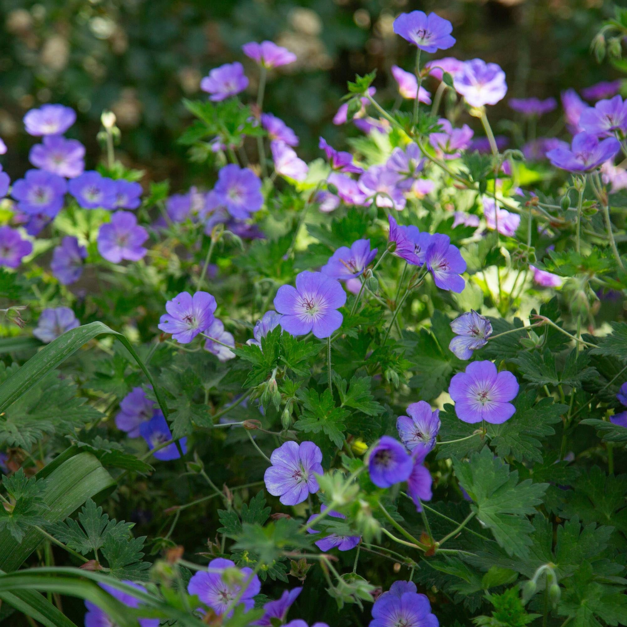 Geranium Rozanne