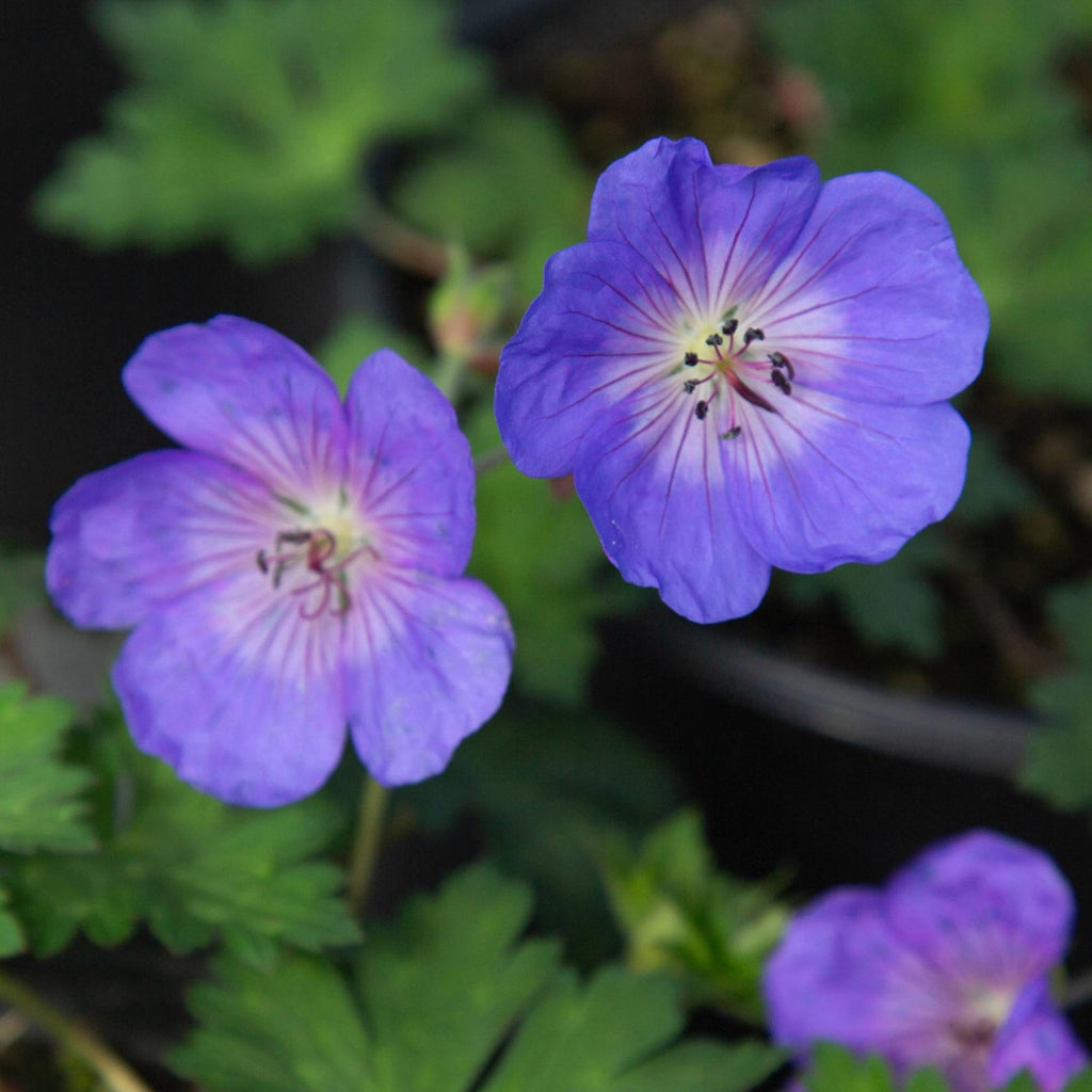 Geranium Rozanne