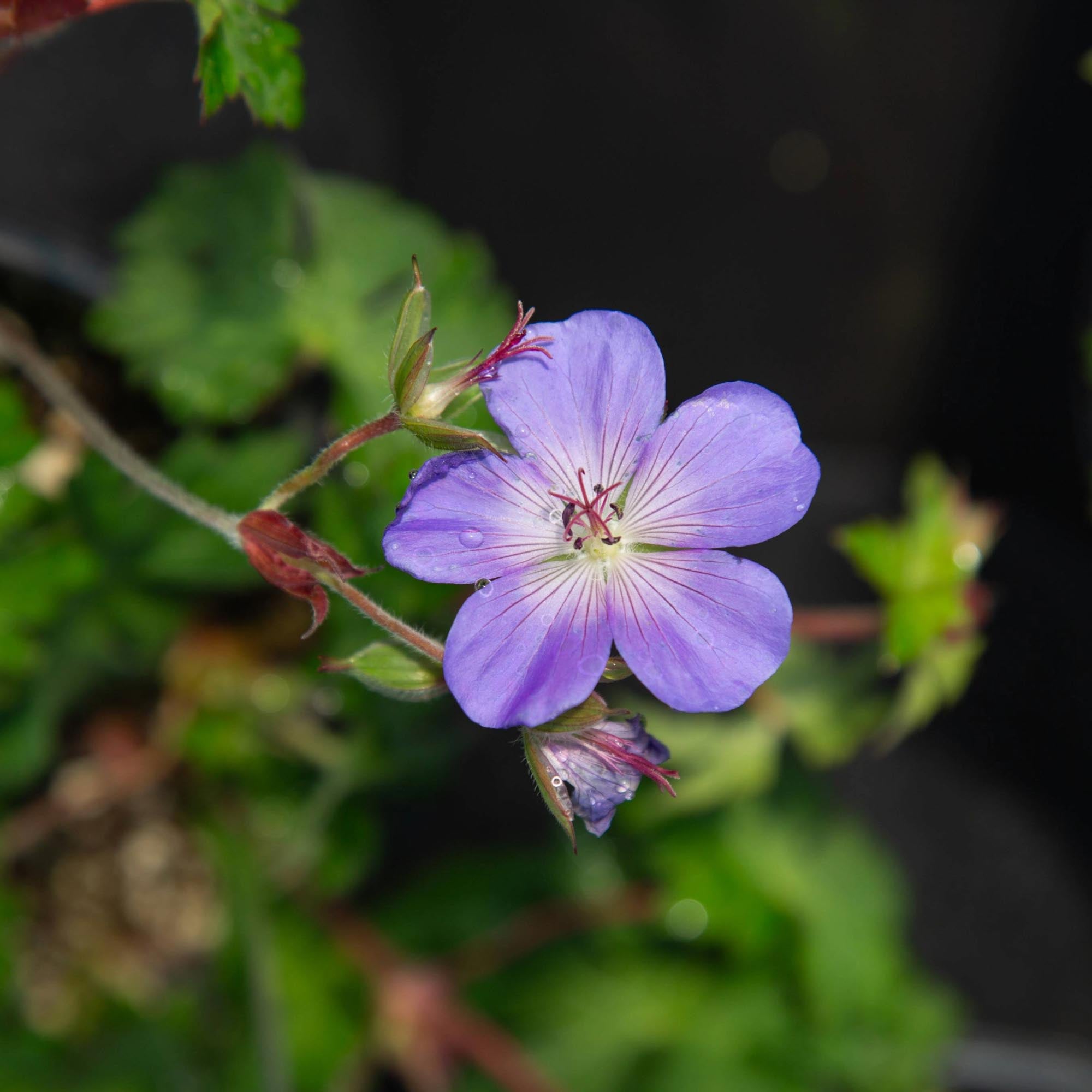 Geranium Rozanne