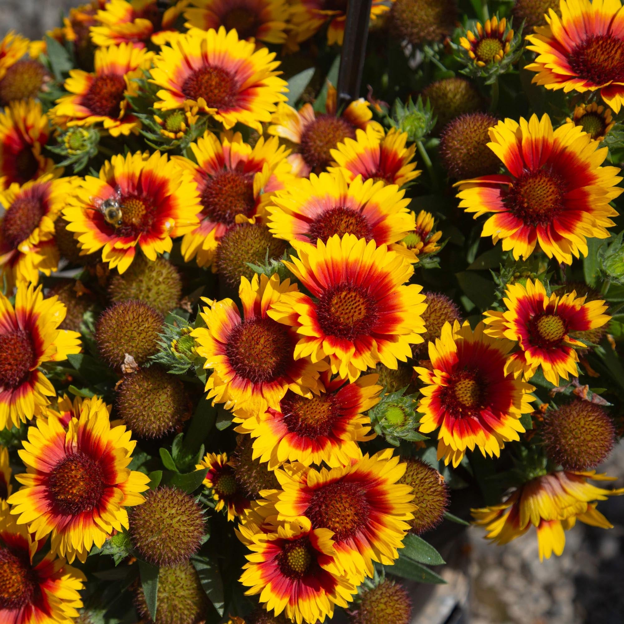 SpinTop® Red Starburst