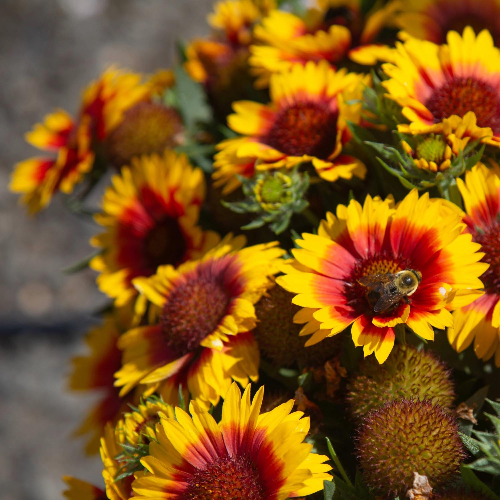 SpinTop® Red Starburst