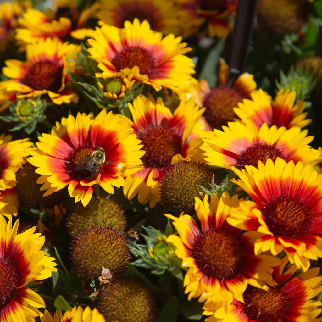 SpinTop® Red Starburst