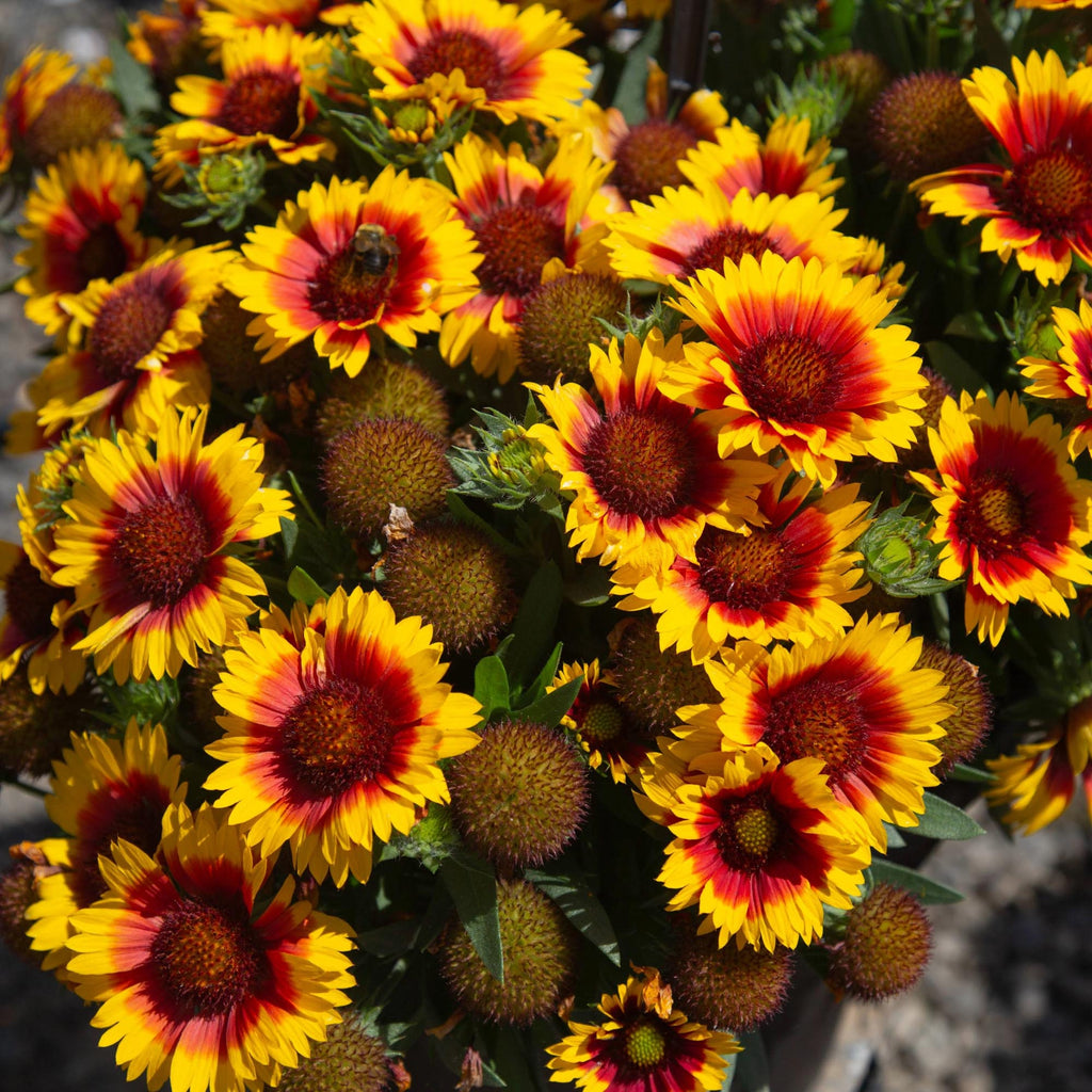 SpinTop® Red Starburst