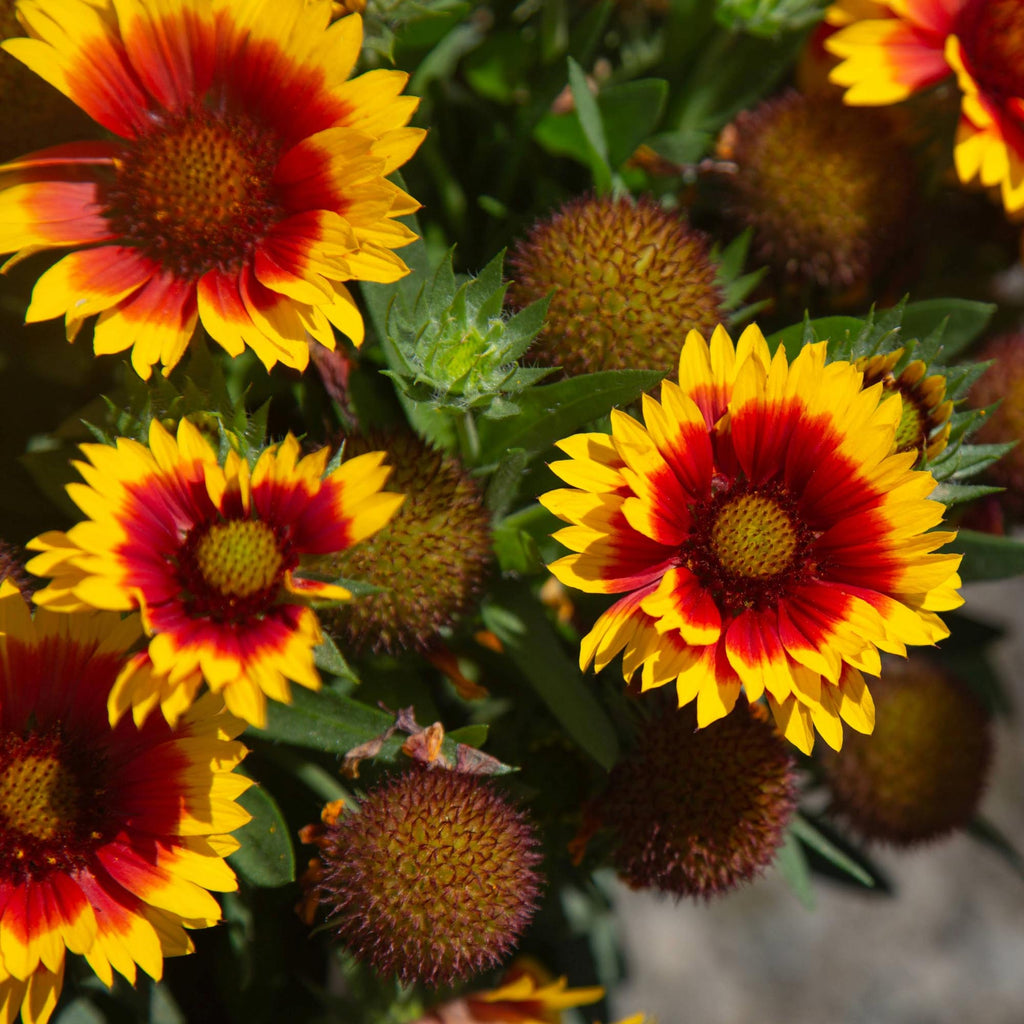 SpinTop® Red Starburst
