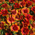 SpinTop® Orange Halo