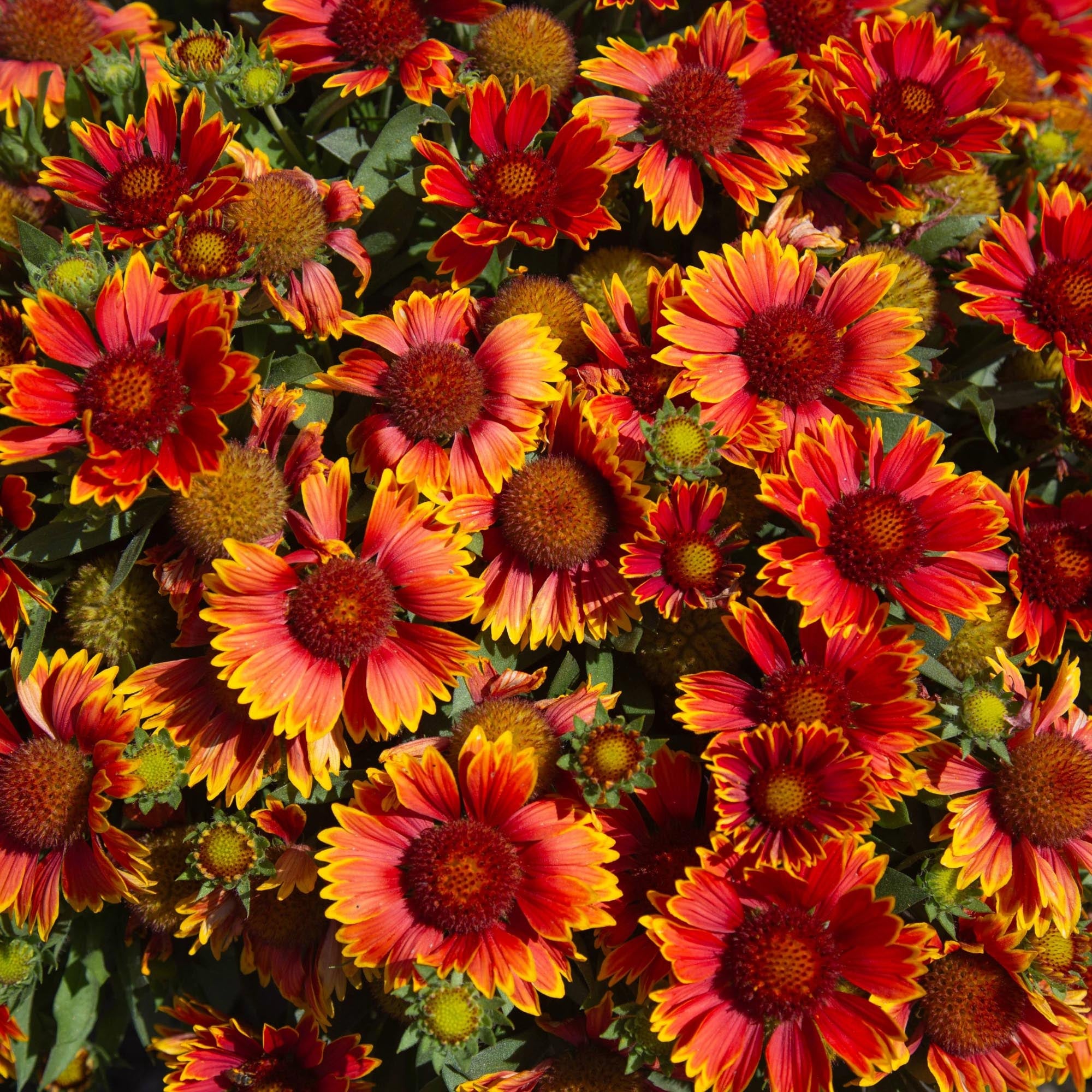 SpinTop® Orange Halo