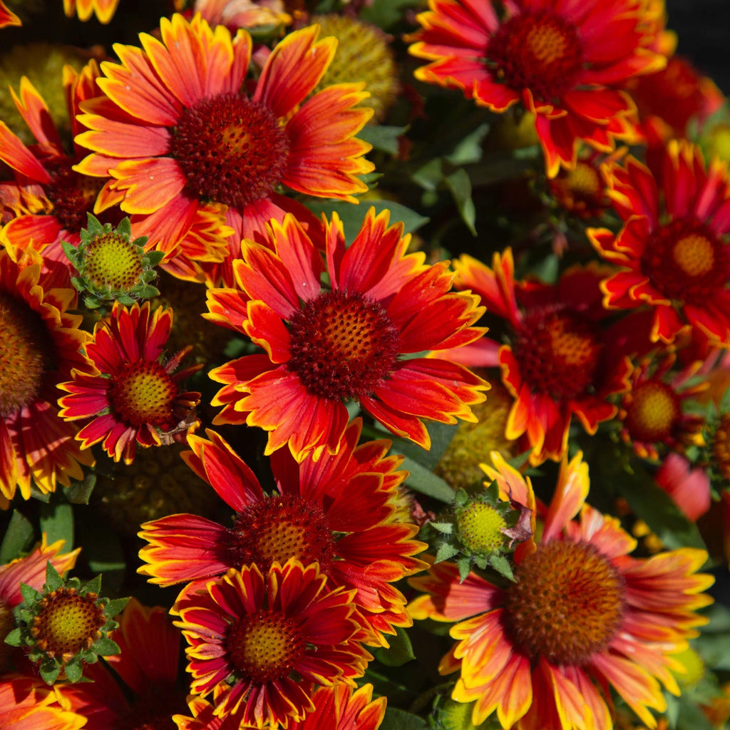 SpinTop® Orange Halo