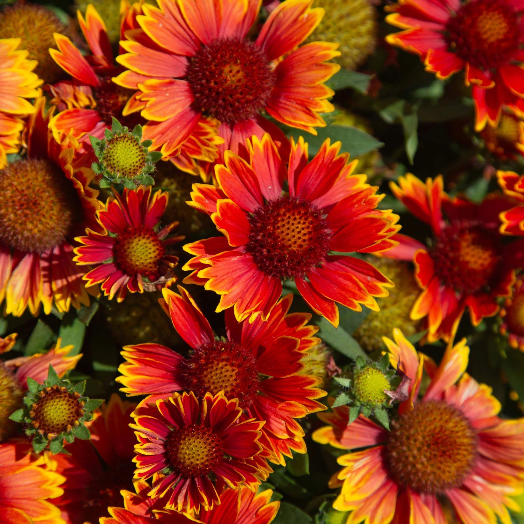 SpinTop® Orange Halo